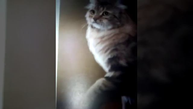 Сибирский колор-пойнт.? смотреть онлайн