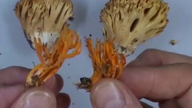 champignons en massue ou en corail смотреть онлайн