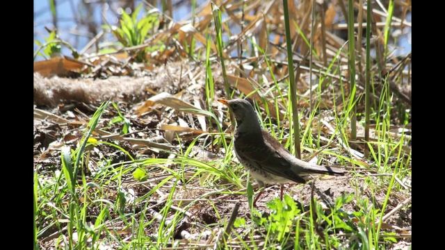 Майская прогулка по водохранилищу Дрозды.