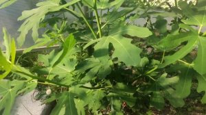 Инжир Кадота ожидания и реалии