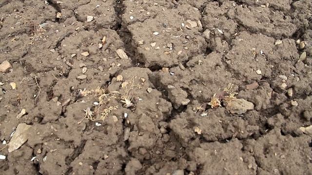 Вопросы о винограде #3 (Удалять ли росяные корни винограда? Катаровка) смотреть онлайн