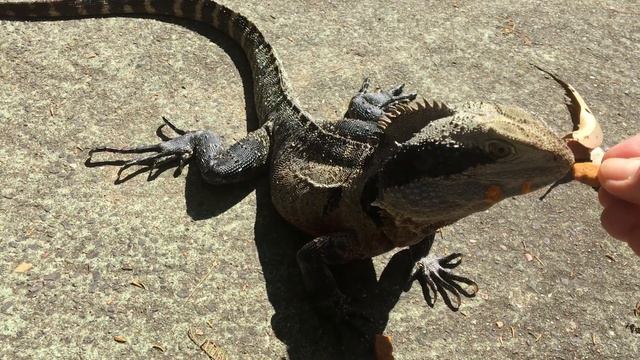 Feeding a Water Dragon. Водный дракон/дикобраз смотреть онлайн