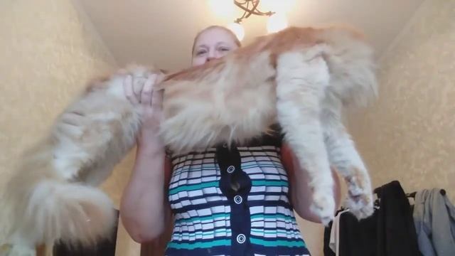 Тиффани-огромная кошка Мейн кун. Возраст 8 лет. смотреть онлайн