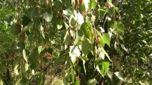 Как вырастить берёзу. Сбор семян. Часть 12.