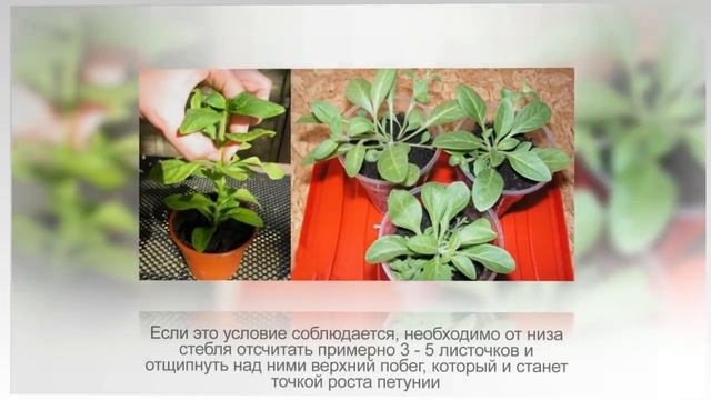 Как прищипывать ПЕТУНИЮ | Основные правила смотреть онлайн