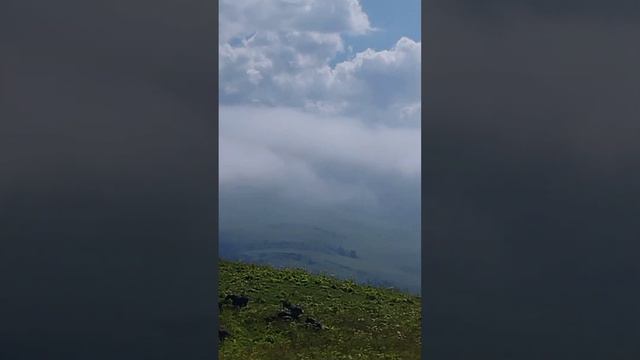 Кабардинская порода лошадей смотреть онлайн