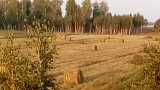 Трофейная охота на самца сибирской косули смотреть онлайн