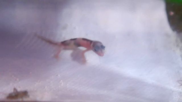 Первая Охота маленького геккона (эублефар) смотреть онлайн