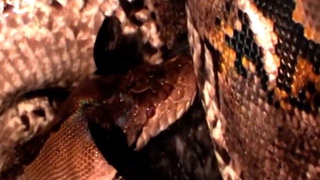 Python / Borghammerus reticulatus Gollum5.MOD смотреть онлайн