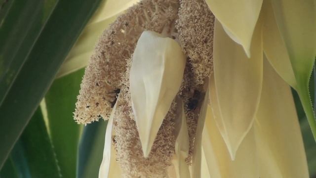 Pandanus variegatus Screw pine смотреть онлайн