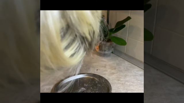 ТАКОГОв горшке ТЫ точно НЕ ВИДЕЛ #орхидеи#орхидеифаленопсис#пересадкаорхидей#вредитель#уценка#шок смотреть онлайн