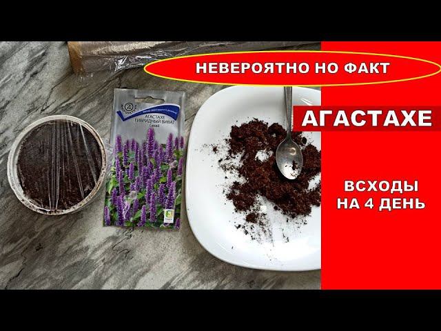Сею Многолетник, зацветает в первый год! Растение с ароматными листьями - Агастахе Виват Синий