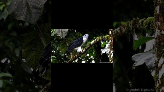 Кайенский коршун смотреть онлайн