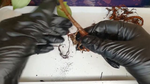 Фикусы I ПЕРЕСАДКА фикусов. Часть 2 смотреть онлайн