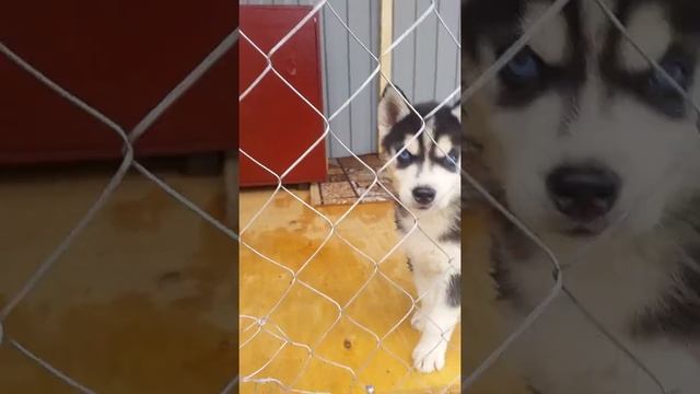 Щенок хаски и клетка