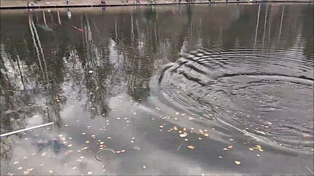 Обзор поимок с нижнего. Улов осетра за ночь. Клёвое место смотреть онлайн