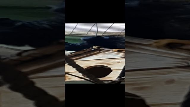 зоопарк 2 смотреть онлайн