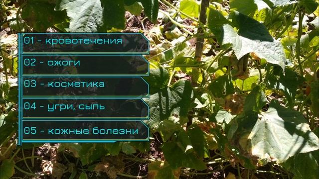 Огурцы, интересные факты об огурцах смотреть онлайн