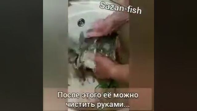 Простой способ быстрой чистки крупного сазана смотреть онлайн