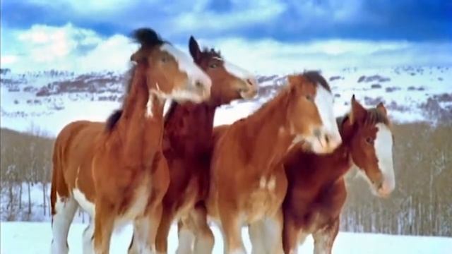 Budweiser Clydesdale Horses Snowball Fight