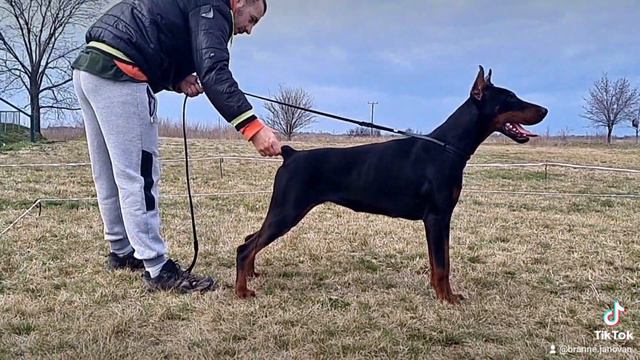 Doberman Gala смотреть онлайн