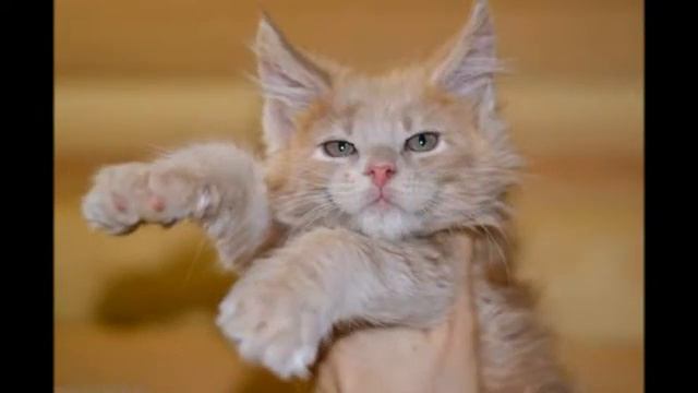 Австралийская дымчатая кошка а смотреть онлайн