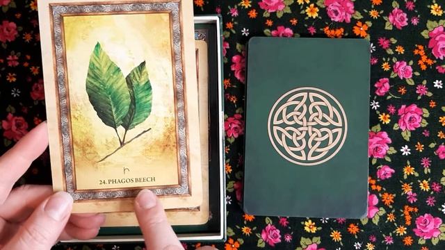 Celtic Tree Oracle Deck Review смотреть онлайн