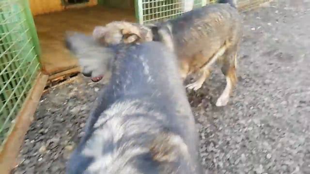 Приют Солнцево. Взять собаку из приюта. Леся смотреть онлайн