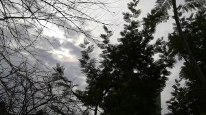 Чудесное цветение мимозы.