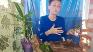 Осенняя ОРХОМАНИЯ пришла ДОЗА ярких ОРХИДЕЙ от ОРХОРАЙ/ Как правильно полить НОВЫЕ ОРХИДЕИ