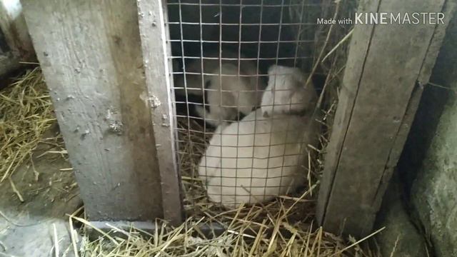 Наш детский сад 🐐🐤)) Весна чудит🌨️)) смотреть онлайн