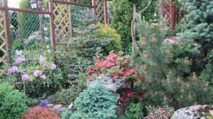 Обрезка рододендронов -вечнозеленых и листопадных