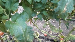 обзор томата шехербаз, найс, пинк хит