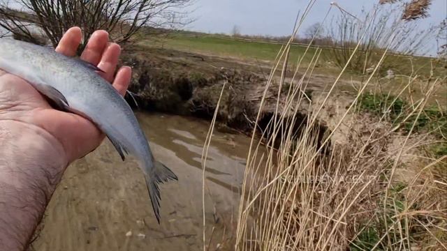 Felchenangeln vom Ufer #coregone #salmos #felchen #renke #corégone смотреть онлайн