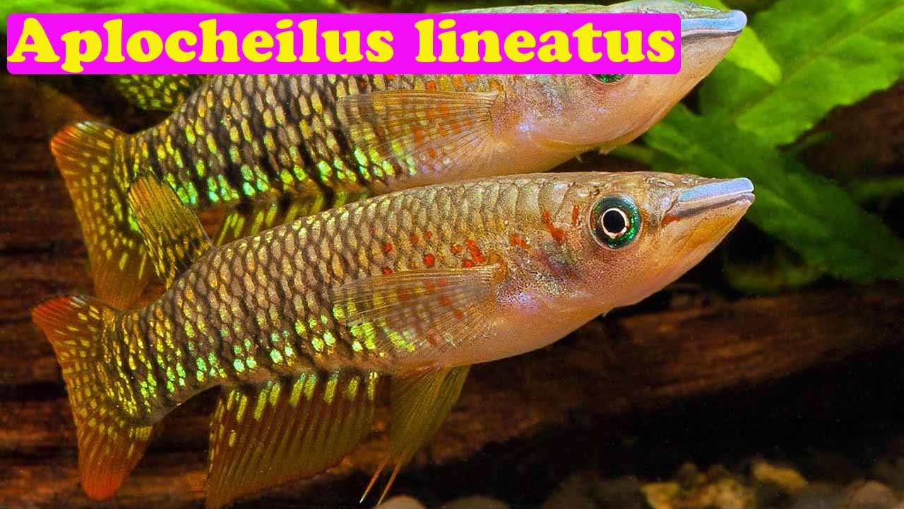 Прочие рыбы