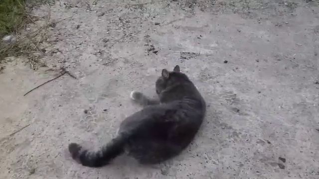 Моя любимая дача! смотреть онлайн