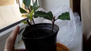 Лавровый Лист  Растет на улице. Ответы на Вопросы