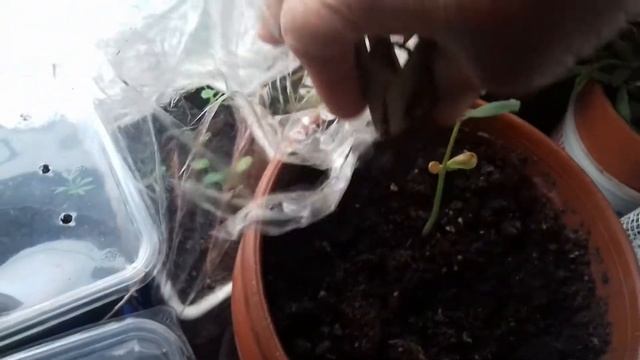 обзор рассады цветов на 03 03 2019 г смотреть онлайн