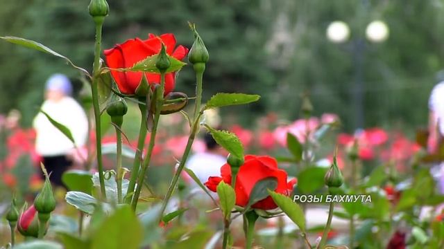 РОЗЫ БАХМУТА. Июнь 2016. смотреть онлайн