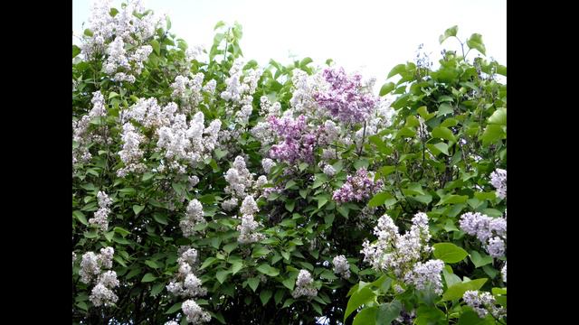 Сиреневый сад. Москва. смотреть онлайн