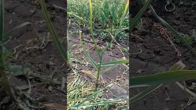 Уборка однозубки чеснока смотреть онлайн