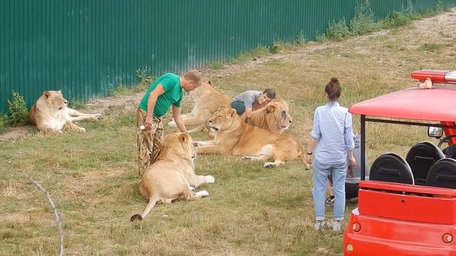 Фотосессия посреди львиного прайда смотреть онлайн