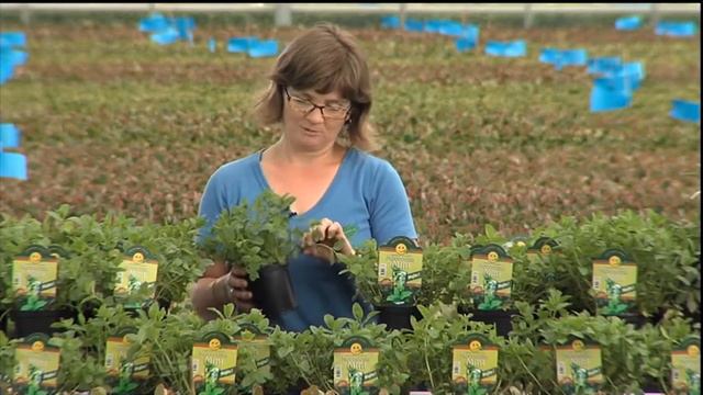 Råd om planter: Marokkansk mynte