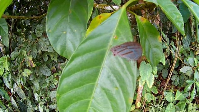 бабочка голубянка Evenus FHD0183 смотреть онлайн