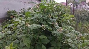 Борная кислота для супер урожая малины