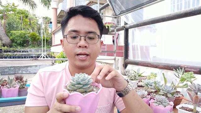 Graptoveria Titubans 101 - Basic Care Guide, Problems & Propagation