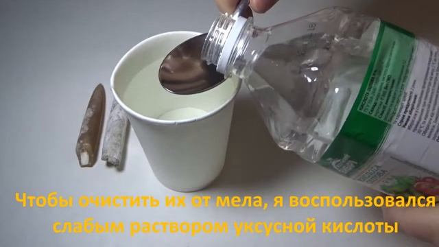 Окаменелости моллюсков в меловых горах смотреть онлайн