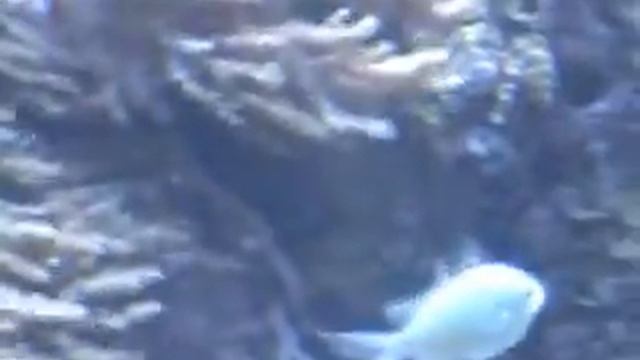 Океанариум Барселоны.mpg смотреть онлайн