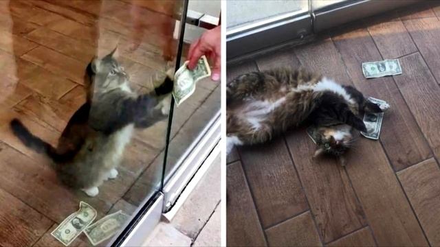Кошка приносила откуда-то деньги. Мужчина решил установить камеру и увидел Невероятное... смотреть онлайн