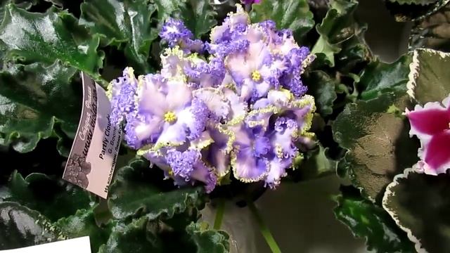 выставка фиалок киев 2020 на театральной 3ч смотреть онлайн